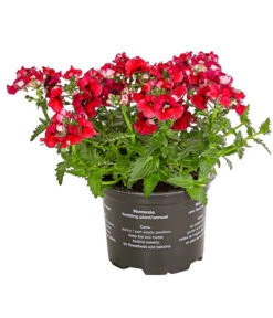 Elfenspiegel, Verschiedene Sorten -Garten Sinn Verkaufsgeschäft 8815888 PR FS 004 NemesiaElfenspiegelT11DehnerExpressHerzig