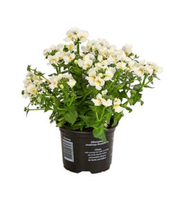 Elfenspiegel, Verschiedene Sorten -Garten Sinn Verkaufsgeschäft 8815888 PR FS 006 NemesiaElfenspiegelT11DehnerExpressHerzig