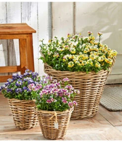 Elfenspiegel, Verschiedene Sorten -Garten Sinn Verkaufsgeschäft 8815888 PR MO 001 NemesiaBL18NeuUveSauer