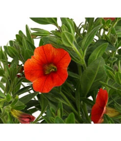 Minihängepetunie, Orange -Garten Sinn Verkaufsgeschäft 8816837 PR DE 001 CalibrachoaMinihaengepetunieOrangeDehnerExpressHerzig