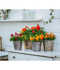 Gänseblümchen, Gefüllt -Garten Sinn Verkaufsgeschäft 8817355 8810079 WE MO 001 RanunkelnGaensebluemchen