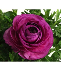 Beet- & Balkonpflanzen-Set Frühlingsfreude, 6-teilig -Garten Sinn Verkaufsgeschäft 8817355 WE DE 013 RanunkelnT11DehnerExpressHerzig