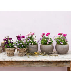 Beet- & Balkonpflanzen-Set Frühlingsfreude, 6-teilig -Garten Sinn Verkaufsgeschäft 8817355 WE MO 001 FruejahrTrioMixies 1