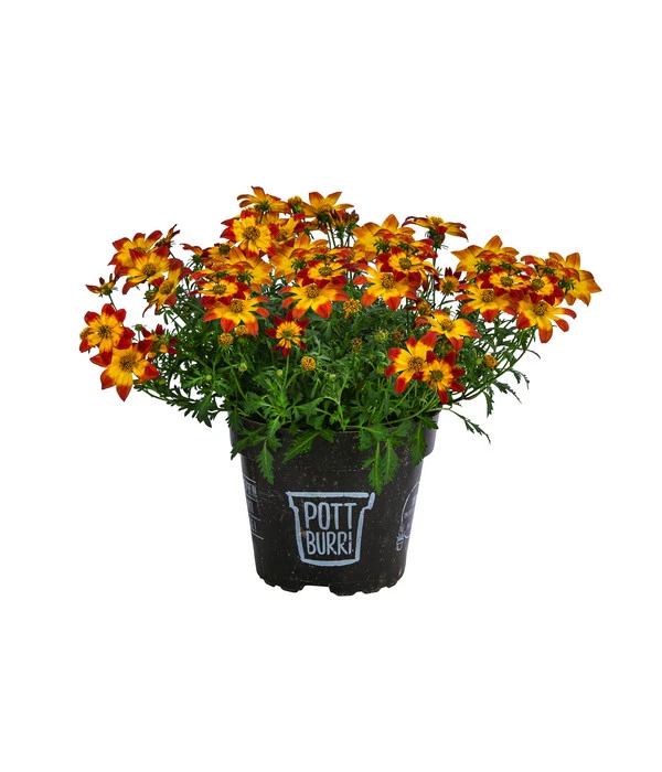 Goldmarie Im Pottburri®-Topf 1 Goldmarie Im Pottburri®-Topf