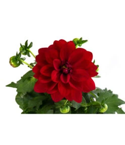 Zwergdahlie, Verschiedene Farben -Garten Sinn Verkaufsgeschäft 8822397 WE DE 002 ZwergdahlienT13