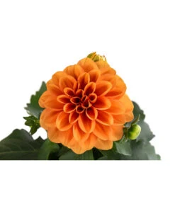 Zwergdahlie, Verschiedene Farben -Garten Sinn Verkaufsgeschäft 8822397 WE DE 003 ZwergdahlienT13