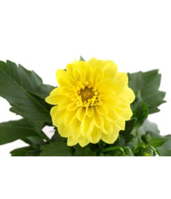 Zwergdahlie, Verschiedene Farben -Garten Sinn Verkaufsgeschäft 8822397 WE DE 004 ZwergdahlienT13