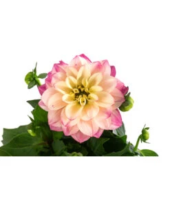 Zwergdahlie, Verschiedene Farben -Garten Sinn Verkaufsgeschäft 8822397 WE DE 005 ZwergdahlienT13