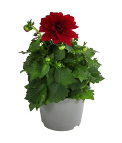 Zwergdahlie, Verschiedene Farben -Garten Sinn Verkaufsgeschäft 8822397 WE FS 002 ZwergdahlienT13