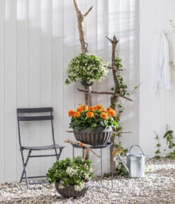 Zwergdahlie, Verschiedene Farben -Garten Sinn Verkaufsgeschäft 8822397 WE MO 001 ZwergdahlieT13