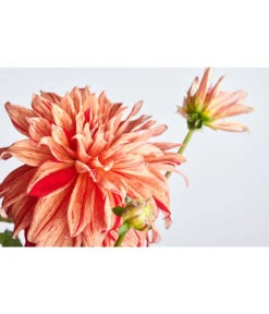 Dehner Premium Dahlie -Garten Sinn Verkaufsgeschäft 8822462 PR DE 001 DahliaHybridePremiumT25DehnerExpressZS