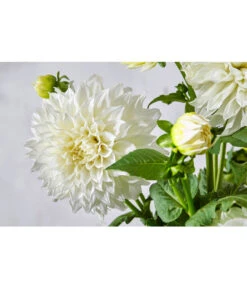 Dehner Premium Dahlie -Garten Sinn Verkaufsgeschäft 8822462 PR DE 057 DahlienPremiumT26UveSauer