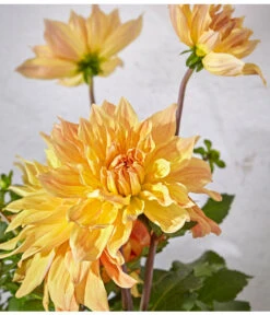 Dehner Premium Dahlie -Garten Sinn Verkaufsgeschäft 8822462 PR DE 062 DahlienPremiumT26UveSauer