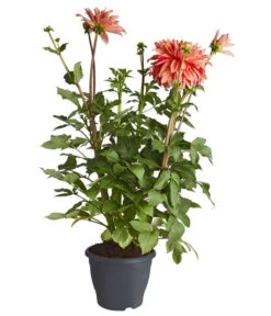 Dehner Premium Dahlie