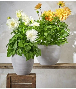 Dehner Premium Dahlie -Garten Sinn Verkaufsgeschäft 8822462 PR MO 004 DahlienPremiumT26UveSauer