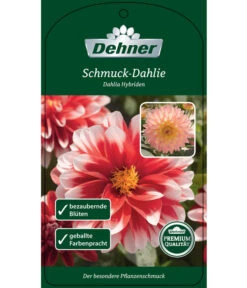 Dehner Premium Dahlie -Garten Sinn Verkaufsgeschäft 8822462 Schmuck Dahlie Etikett 1