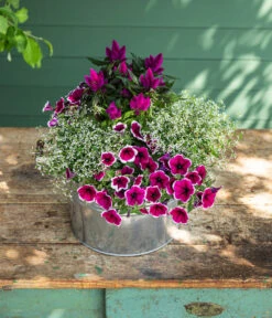 Federbusch 'Venezuela' -Garten Sinn Verkaufsgeschäft 8824021 8810657 WE MO 002 PetuniePicoteeMinihaengepetuniet12 Onlineshop 2022 KW29 02