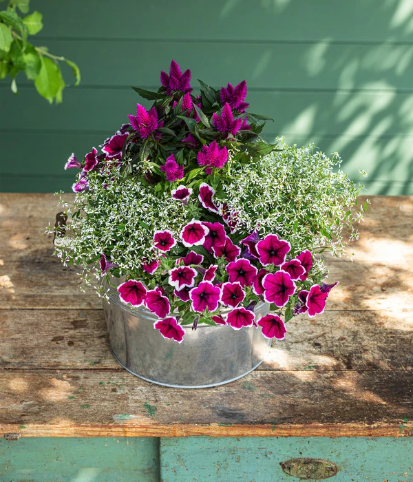 Federbusch 'Venezuela' – Bild 5