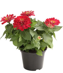 Zwergzinnie, Verschiedene Sorten -Garten Sinn Verkaufsgeschäft 8826778 WE FS 001 ZwergzinnieZinniaElegansT13RotDehnerExpressHerzig