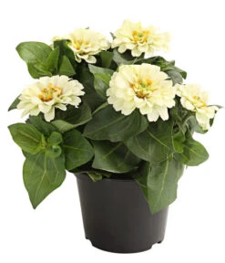 Zwergzinnie, Verschiedene Sorten -Garten Sinn Verkaufsgeschäft 8826778 WE FS 001 ZwergzinnieZinniaElegansT13WeissDehnerExpressHerzig