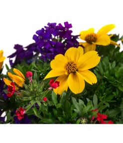 Pflanzenmix Trio Mio -Garten Sinn Verkaufsgeschäft 8827016 WE DE 001 TrioMioT13