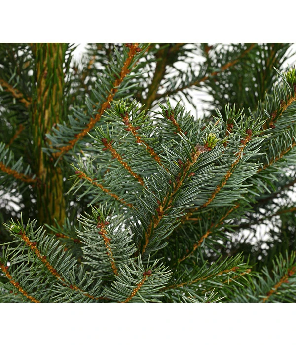 Serbische Fichte, Ca. 100-125 Cm, Im Topf Gewachsen 2 Serbische Fichte, Ca. 100-125 Cm, Im Topf Gewachsen – Bild 2