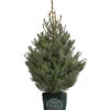 Serbische Fichte, Ca. 100-125 Cm, Im Topf Gewachsen