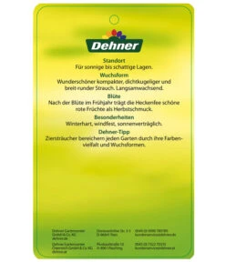 Stechpalme 'Heckenfee' -Garten Sinn Verkaufsgeschäft AmerikanischerIlexHeckenfee Etikett 2