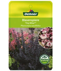 Blasenspiere 'Tiny Wine' 6 Blasenspiere 'Tiny Wine' -Garten Sinn Verkaufsgeschäft BlasenspiereTinyWine Etikett 1