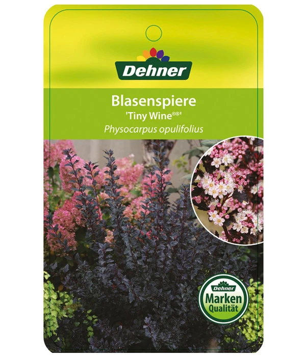 Blasenspiere 'Tiny Wine' 3 Blasenspiere 'Tiny Wine' – Bild 3