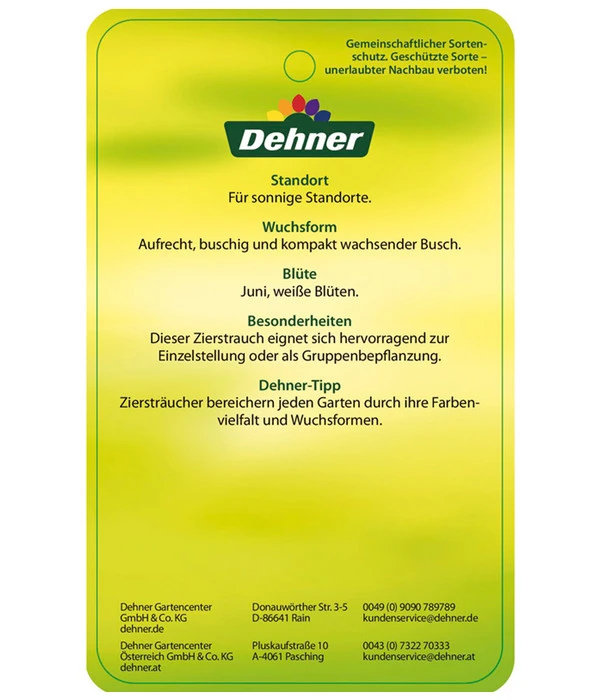 Blasenspiere 'Tiny Wine' 4 Blasenspiere 'Tiny Wine' – Bild 4