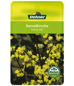 Kornelkirsche - Cornus Mas -Garten Sinn Verkaufsgeschäft KornelkirscheCornusmas Etikett 1