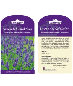 Lavendel 'Olympia' -Garten Sinn Verkaufsgeschäft LavendelOlympia