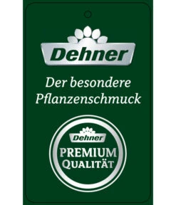 Schmetterlingsorchidee - Phalaenopsis Cultivars 'Twister' -Garten Sinn Verkaufsgeschäft PremiumPhalaenopsis Phala 04052016 1