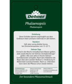 Schmetterlingsorchidee - Phalaenopsis Cultivars 'Twister' -Garten Sinn Verkaufsgeschäft PremiumPhalaenopsis Phala 04052016 2