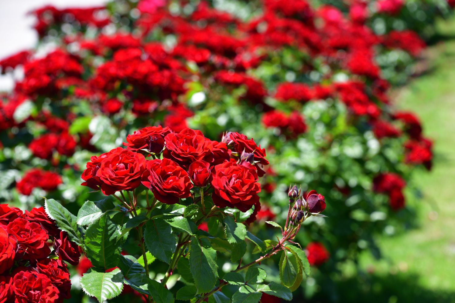 Garten Sinn Verkaufsgeschäft -Garten Sinn Verkaufsgeschäft red rose bush